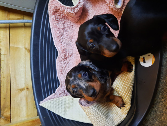 Beutiful miniature dachshund  puppies