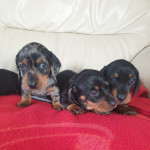 Adorable Miniature dachshund puppies