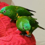 Tame male and female Lorikeets for sale