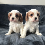 Cavalier King Charles Puppies!! Fully Health Tested Lines.