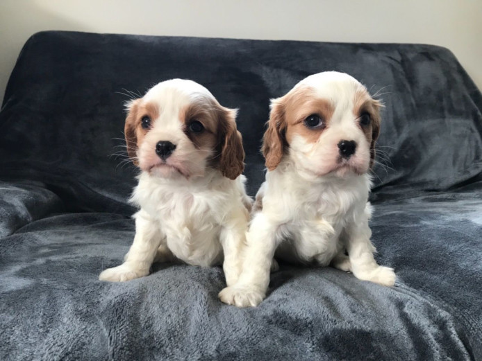 Cavalier King Charles Puppies!! Fully Health Tested Lines.