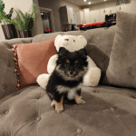 Adorable Pomeranian Puppy Looking for a Loving Home