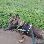 2 year German shepherd named Apollo looking for new loving home 