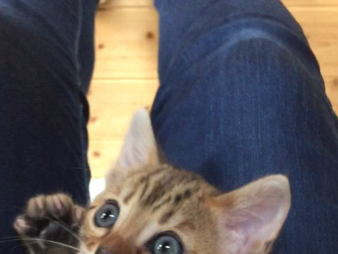 Beautiful Bengal kitten sire for sale