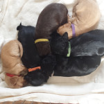 Gorgeous Cocker Spaniel Puppies. Ready 7th October.