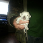 pups for sale 