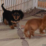 Beautiful Dachshund Puppies