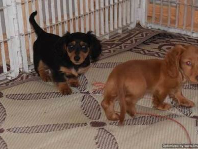Beautiful Dachshund Puppies