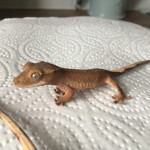Crested Gecko Unsexed for sale!