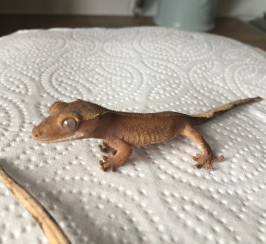 Crested Gecko Unsexed for sale!