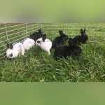 Rabbits for sale 