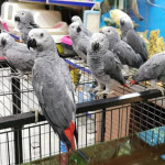 African Grey For Sale In UK