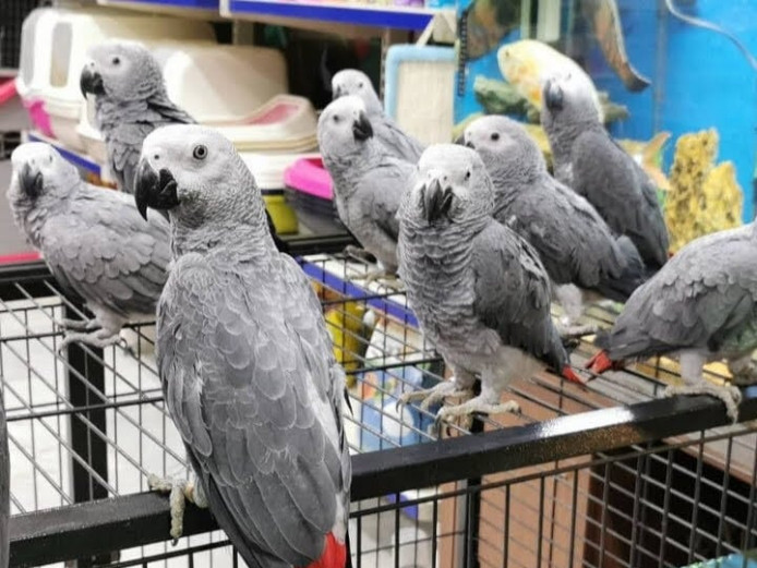 African Grey For Sale In UK