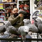 family African Grey available