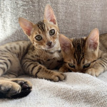 (2 left) STUNNING FEMALE Golden/Brown Bengal Kittens READY NOW £650 