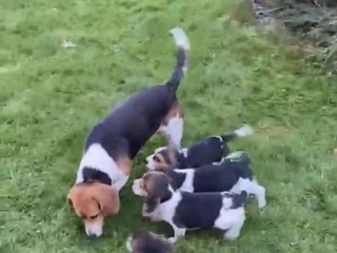 Beautiful Beagle puppies for sale 