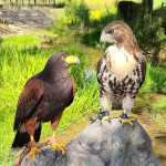 Redtailed and Harris Hawk available for sale