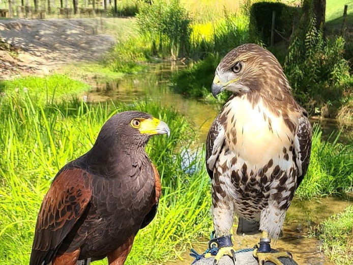 Redtailed and Harris Hawk available for sale