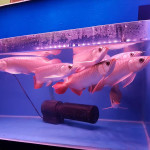 Albino wels catfish,flathead catfish,blue catfish available