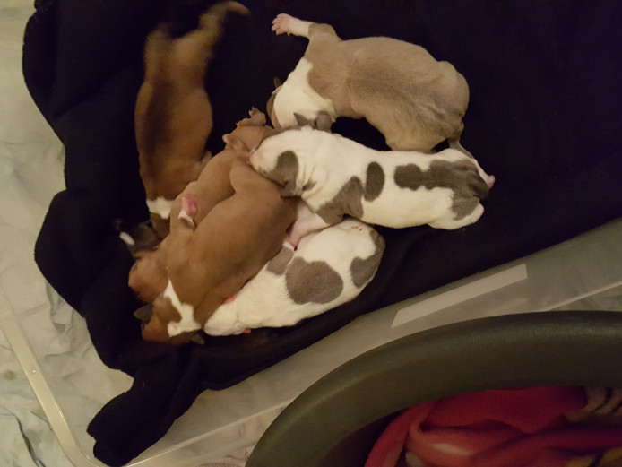 Beautiful Staffie Pups for sale 