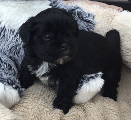 Gorgeous pedigree Lhasa Apso Puppies . Excellent quality  