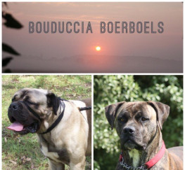 Pets  - Boerboel puppies are here