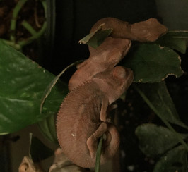 Baby panther chameleons for sale