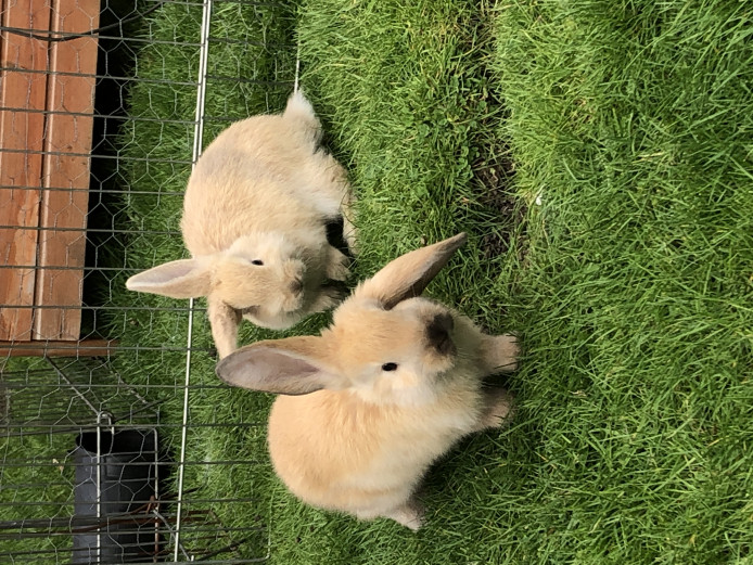 Two baby bunnies for sale