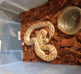 Hatchling Burmese Pythons for sale