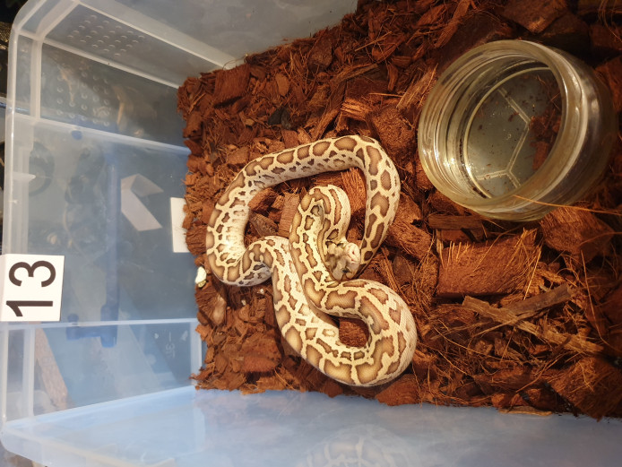 Hatchling Burmese Pythons for sale