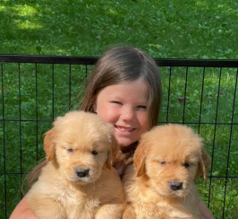 2 Cute Golden Retriever Pups for Adoption