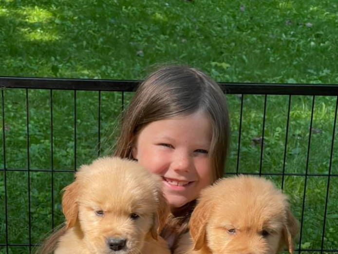 2 Cute Golden Retriever Pups for Adoption