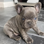 Stunning KC Blue French Bulldog Puppies available