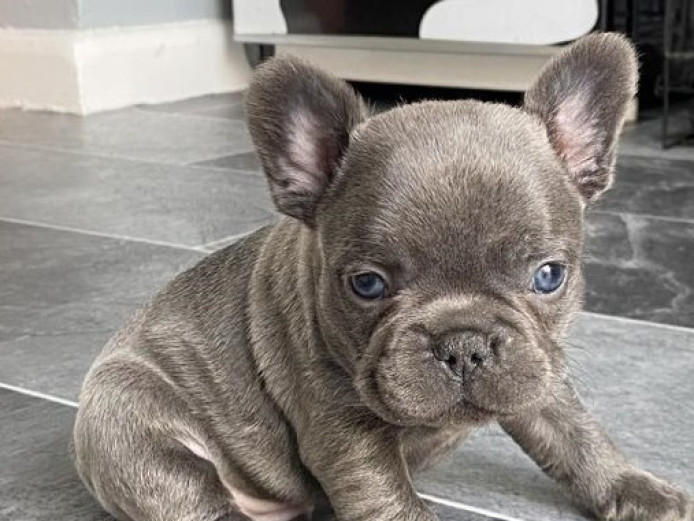 Stunning KC Blue French Bulldog Puppies available