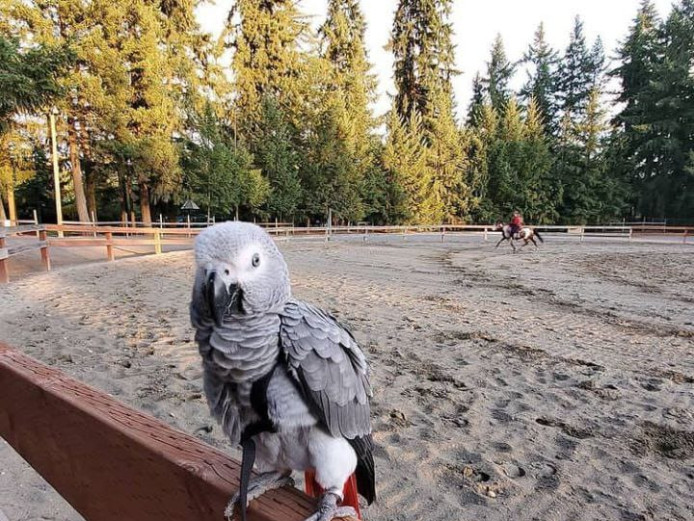  African Grey Parrots for sale  (213) 419-2577