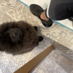 3month old male chow for sale 
