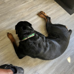 2 Year Old Rottweiler For New Home