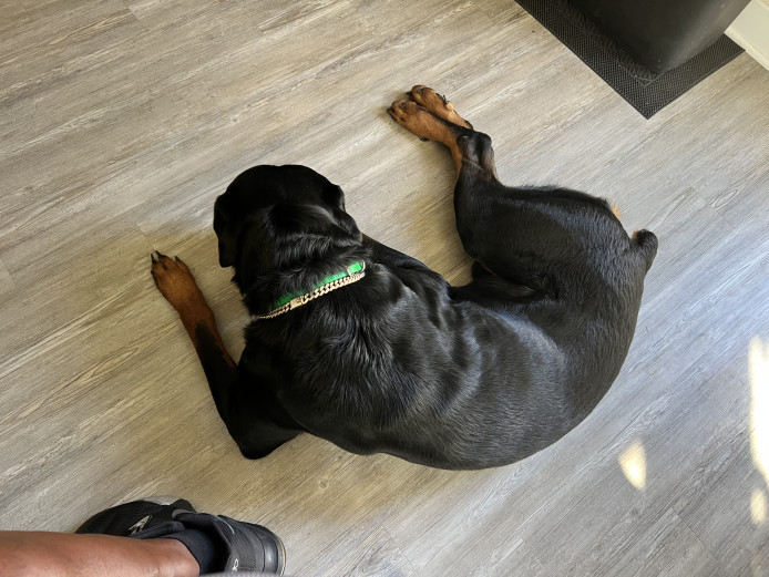 2 Year Old Rottweiler For New Home
