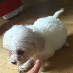  Adorable cavapoo puppies for sale 