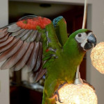 Inquisitive severe macaw available
