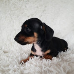 Males and females Dachshund Puppies 