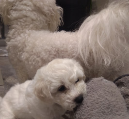 Stunning 2 boys Bichon Frise puppies for sale