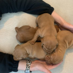 Wire haired vizlas pups 2 boys available 