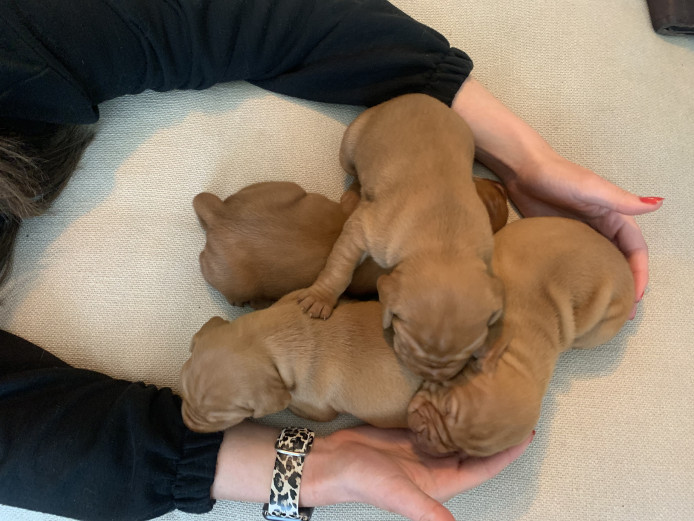 Wire haired vizlas pups 2 boys available 
