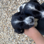READY NOW Sprocker puppies for sale 1girl 5boys
