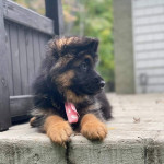 Cute German Shepherd puppy looking for his forever home. please contact me if interested +1704268986…