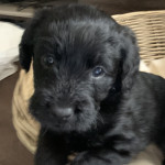 Adorable fluffy F1 Miniature Labradoodle Puppies 