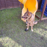Family Protection Fully Trained German Shepherd (Total K9) - sale due to slight allergy & travel * U…