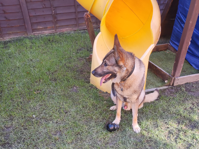 Family Protection Fully Trained German Shepherd (Total K9) - sale due to slight allergy & travel * UB3 5HH London*