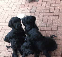 Pets  - Giant Schnauzer Puppies -Ready Now